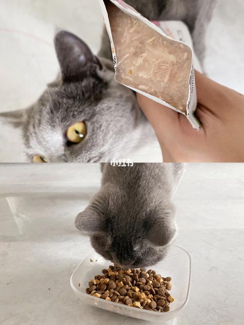 猫粮可以用什么代替,猫猫不吃猫粮可以用什么代替,猫粮桶可以用什么来代替？