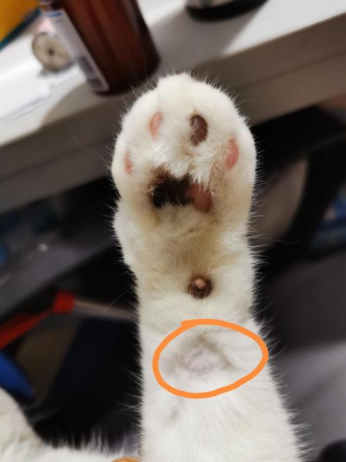 猫前爪第六趾是什么,猫前腿有凸起的小肉粒,6趾的猫有什么隐藏问题？