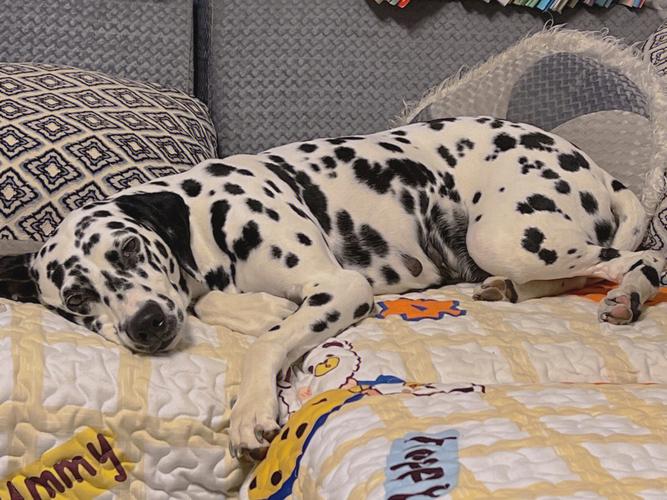 有斑点的狗是什么品种,身上有斑点的狗是什么品种,世界上最好看的斑点狗？