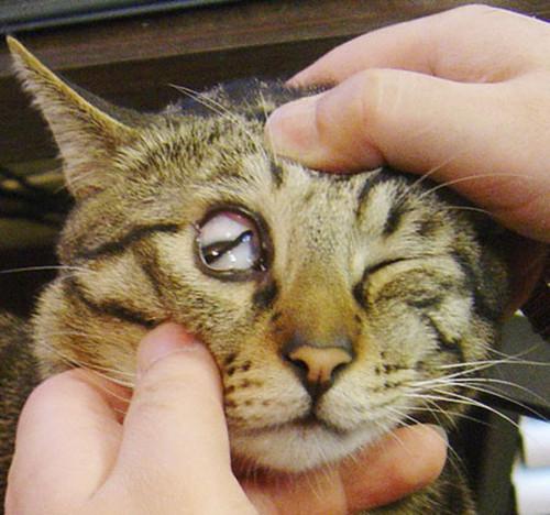看猫的眼睛有什么危害,看猫的眼睛有什么危害和好处,猫晚上捉老鼠时，眼睛会有什么变化？