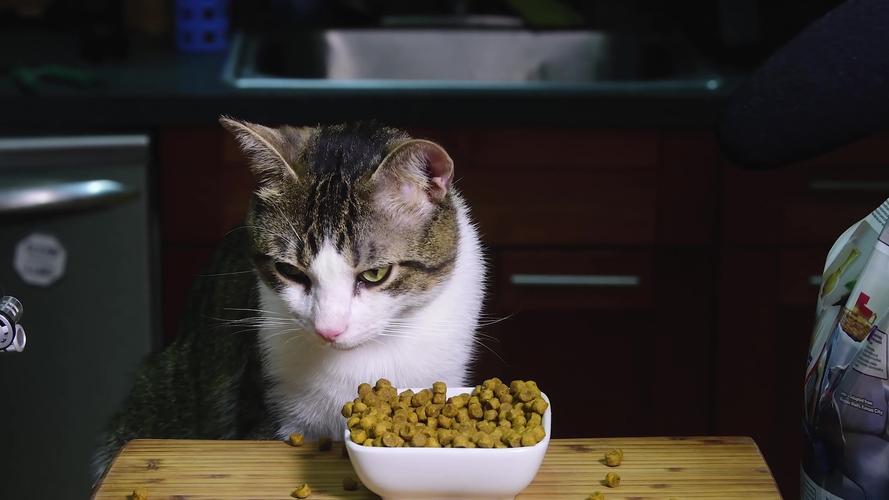 猫吃什么食物除了猫粮,猫吃什么食物除了猫粮穷人养猫,猫咪没有猫粮了可以喂什么？