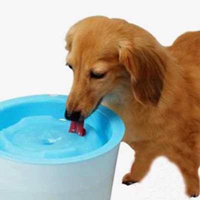 小狗可以喝水吗,一个月的小狗可以喝水吗,幼犬可以多喝水吗？