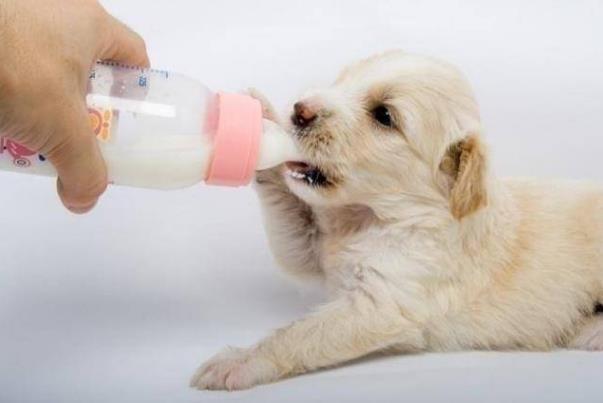 小狗可以喝奶粉吗,刚出生的小狗可以喝奶粉吗,狗喝奶粉会怎么样？