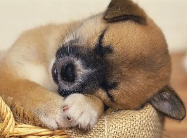 小狗晚上不睡觉,小狗晚上不睡觉老是哼哼唧唧,狗狗不睡觉怎么办？