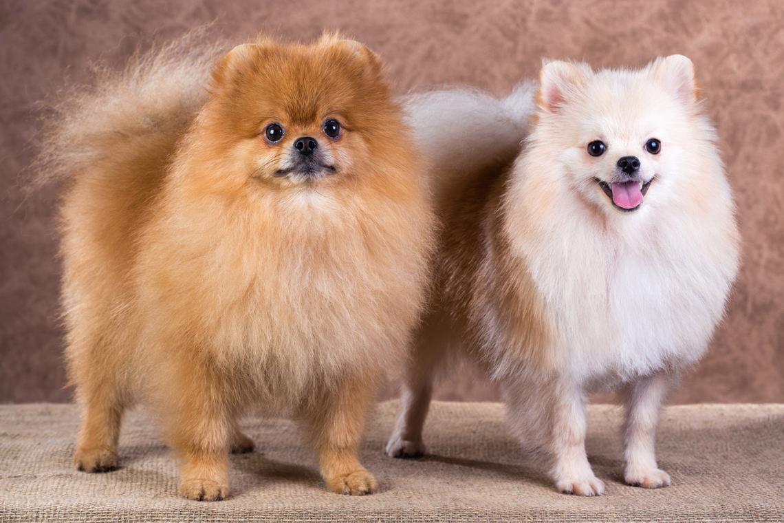 最便宜的小狗,最便宜的小狗多少钱一只,最便宜的大型犬是什么？