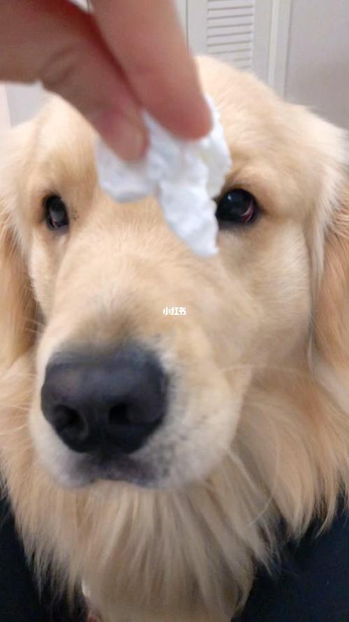 狗狗为什么喜欢吃纸,狗狗为什么喜欢吃纸巾,金毛吃纸咋回事？