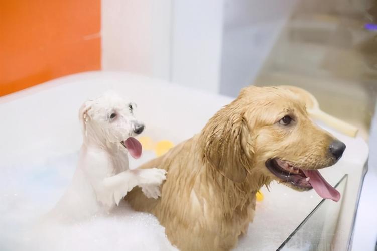 小狗能不能洗澡,一个月的小狗能不能洗澡,狗洗澡三大禁忌？