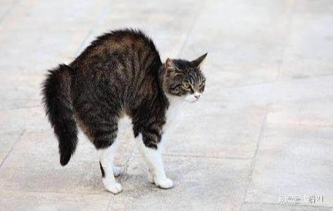 猫弓着背是什么意思,猫弓着背是什么意思,一直叫,猫靠近你弓着背是什么意思？