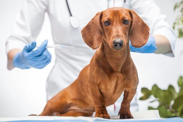 小狗几天打疫苗,小狗几天打疫苗最好,狗狗什么时候打疫苗最好？