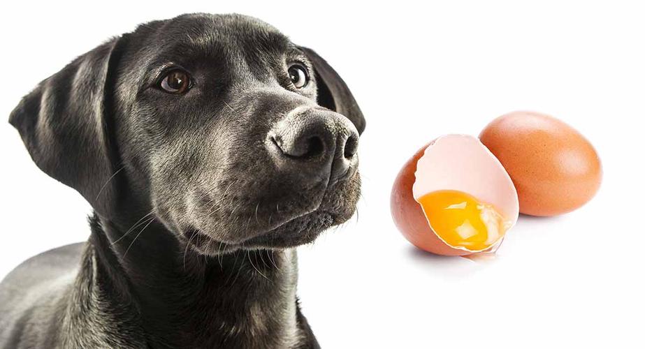 小狗吃生鸡蛋,小狗吃生鸡蛋有什么好处,生鸡蛋狗狗可以吃几个？