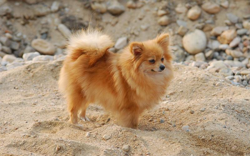 可爱的小狗品种,可爱的小狗品种有哪些,哪种小型狗可爱，又好养的？