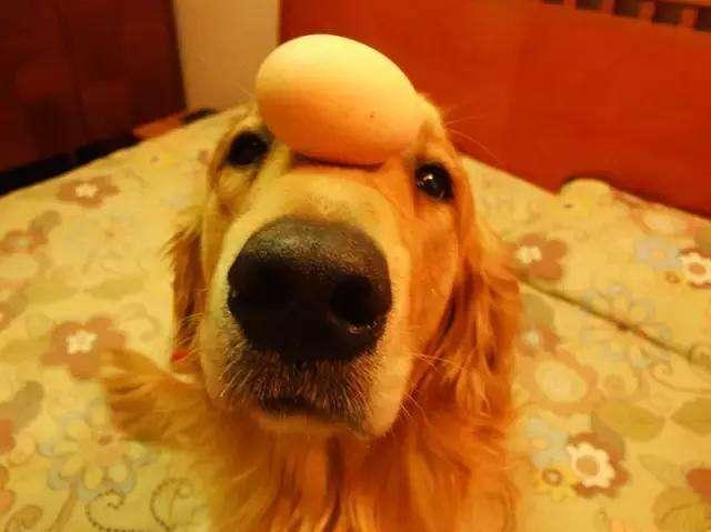 小狗吃鸡蛋黄,小狗吃鸡蛋黄好吗,为什么狗狗只喜欢吃蛋黄？