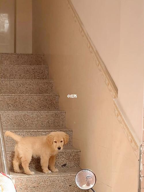 小狗爬楼梯,小狗爬楼梯好不好,金毛犬在家里上下楼梯有什么影响？