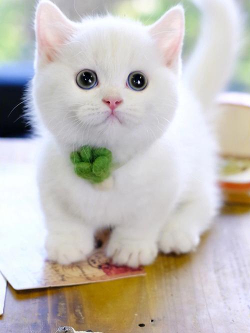 全身白的猫是什么品种,全身白的猫是什么品种的猫,一般白色的猫是什么品种？