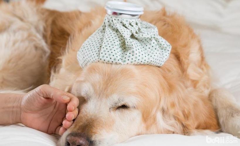 小狗感冒症状,小狗感冒症状是什么样的,狗狗感冒了睡觉哼哼是怎么了？
