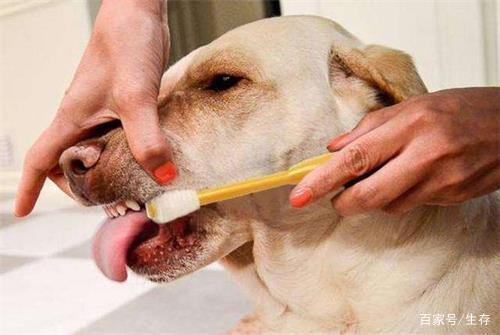 狗狗口腔炎用什么药,狗狗口腔炎症状图片,犬唾液腺炎的症状是什么？