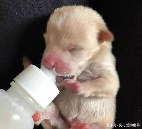 小狗可以喝羊奶吗,刚出生的小狗可以喝羊奶吗,幼犬能喝什么奶？