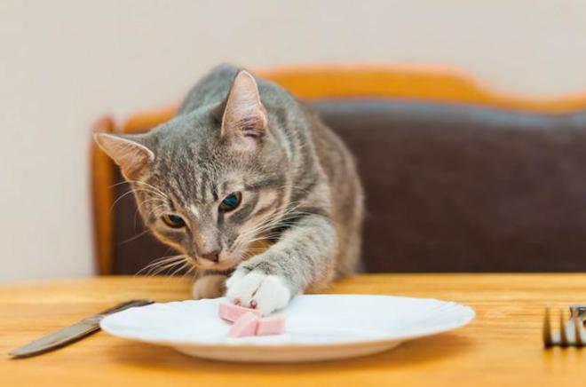 猫什么都不吃怎么办,小奶猫什么都不吃怎么办,猫咪不吃东西怎么解决？