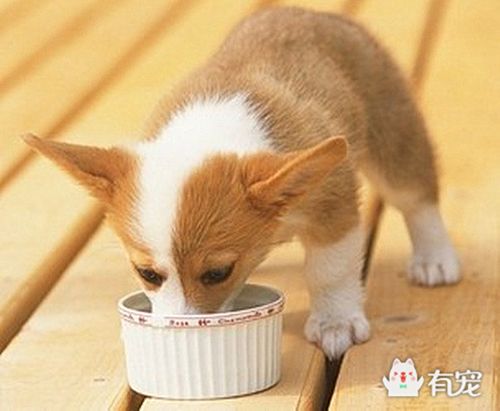 小狗喂养方法,小狗喂养方法和注意事项,一个月的小狗怎么喂,一天喂几回？