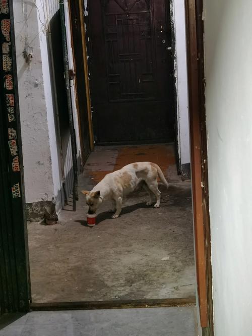 狗被偷了有什么预兆,,陌生狗进家门好不好？