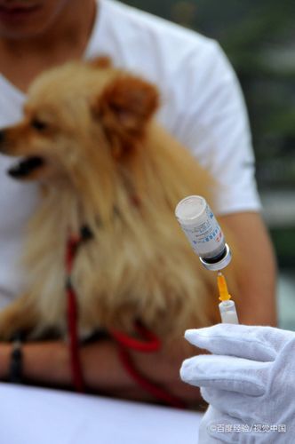 小狗需要打疫苗吗,小狗需要打疫苗吗不打会怎样,刚买回来的小狗需要打疫苗吗？