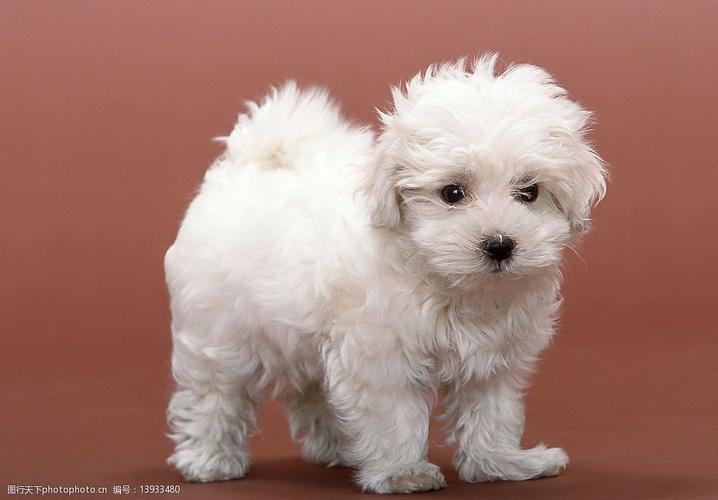 白色小狗的名字,给白色的小狗起名字叫什么最好,一身白毛的狗叫什么？