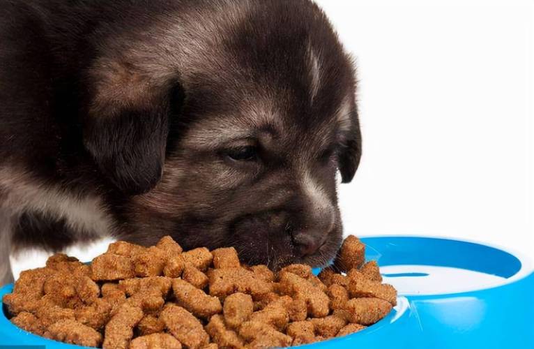 小狗一天吃几顿,小狗一天吃几顿合适,一只狗一天吃多少粮食？