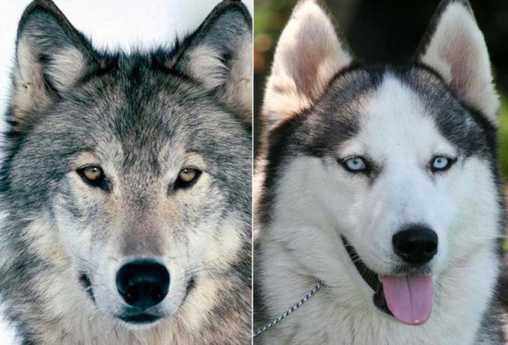 狼和狗是什么关系,狼和狗是什么关系啊,狗和狼是一个祖先吗？