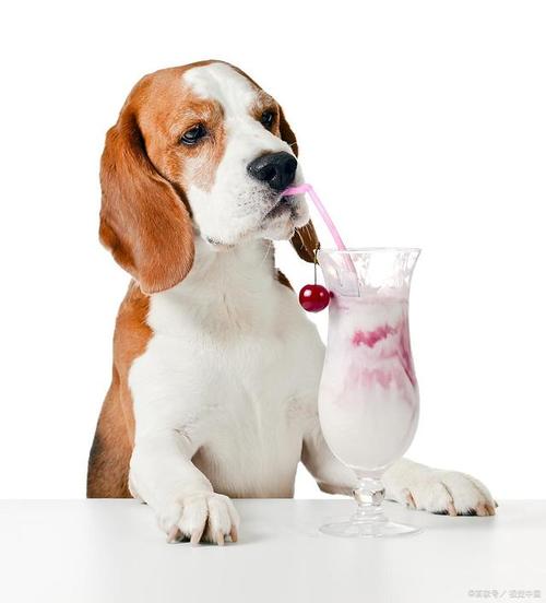 小狗可以喝酸奶吗,小狗可以喝酸奶吗人的酸奶,幼犬可以喝酸奶吗？