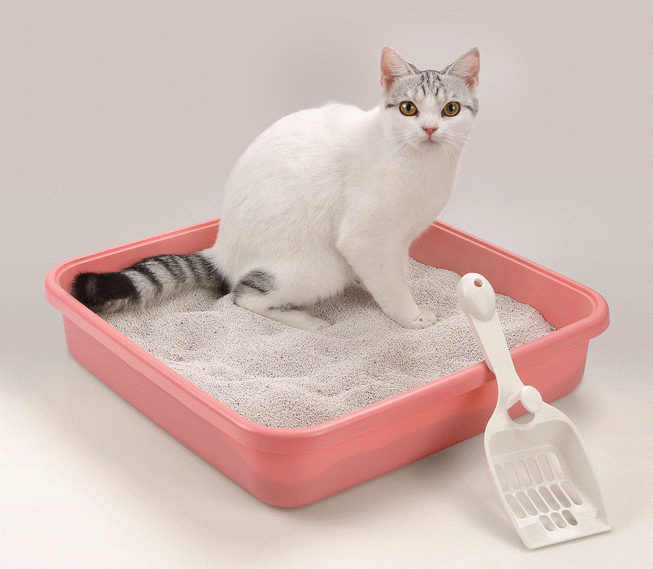 猫为什么天生会用猫砂,猫为什么天生会用猫砂盆,幼猫会自己找猫砂吗？