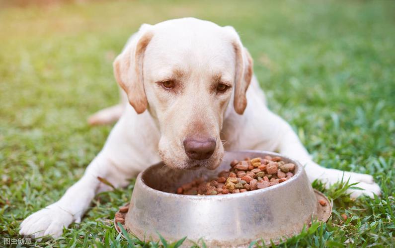 宠物狗为什么不能吃,宠物狗为什么不能吃人类的食物,狗狗吃饭吗？