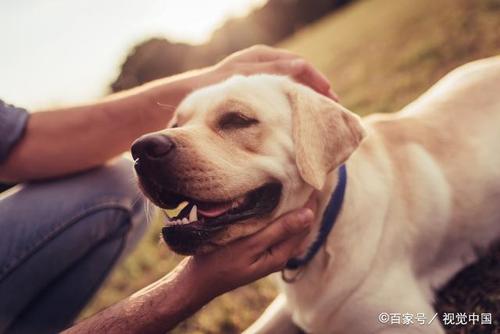 狗狗身上臭是什么原因,狗狗身上臭是什么原因引起的,为什么狗狗身上有土腥味？
