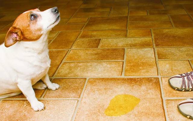 小狗尿失禁,小狗尿失禁是什么原因,3个月大的狗狗小便失禁？