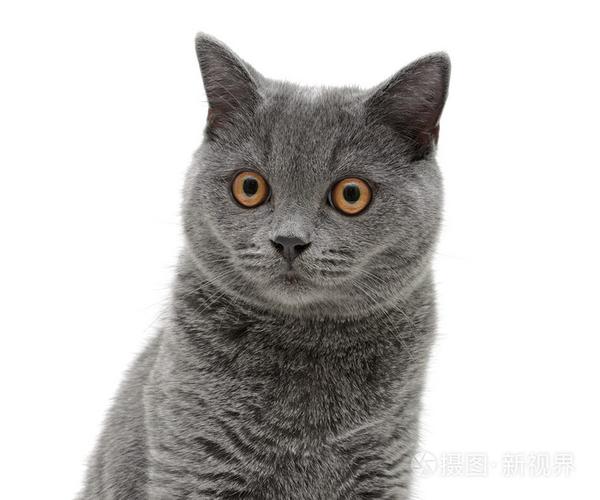 全灰色的猫是什么品种,全灰色的猫是什么品种的猫,灰色的猫是什么品种？