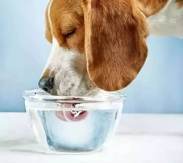 小狗不爱喝水,小狗不爱喝水怎么办,狗狗喝水少怎么办？