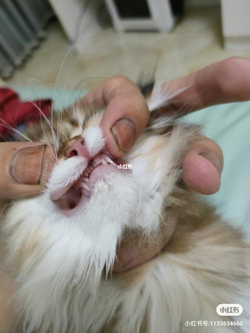 猫换牙期是什么时候,布偶猫换牙期是什么时候,猫咪多大换牙期？