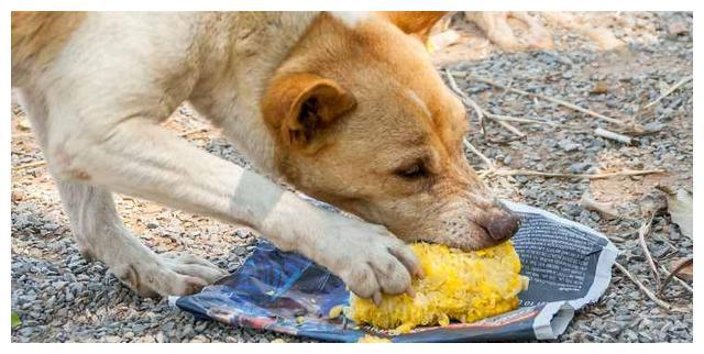 狗为什么喜欢吃玉米,狗为什么喜欢吃玉米粒,比熊犬能吃玉米吗？