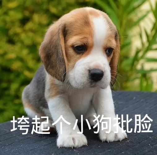 分脸狗为什么不能养,分脸狗为什么不能养?,微信的狗脸表情什么意思？