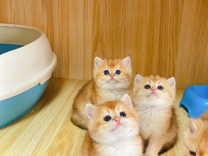 金渐层猫是什么品种,金渐层猫是什么品种图片,金豆子猫介绍？