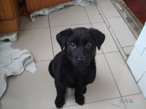 大耳朵黑色的狗叫什么,大耳朵黑色的狗叫什么名字,黑白大耳朵狗是什么品种？
