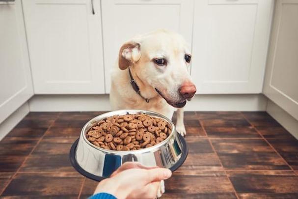 狗胃口不好是什么原因,,狗狗总吃的很少是什么原因？