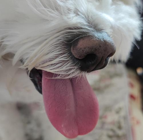 小狗舌头发黑什么原因,狗狗舌头黑紫色是怎么回事,狗的舌头是黑色的怎么回事？