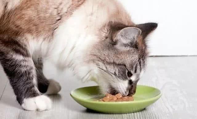 小猫不吃食是什么原因,小猫不吃食是什么原因造成的,猫不吃食是什么原因？