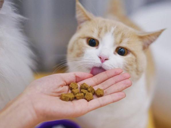 猫能吃什么除了猫粮,猫吃什么除了猫粮还吃什么,除了猫粮还能给猫吃什么食物？