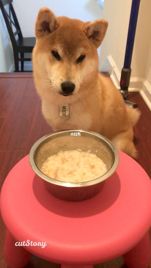小狗可以吃米饭吗,1~3个月的小狗可以吃米饭吗,幼犬可以吃米饭吗？