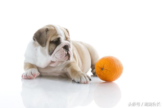 小狗能吃橘子,小狗能吃橘子不,蜜橘狗能吃吗？