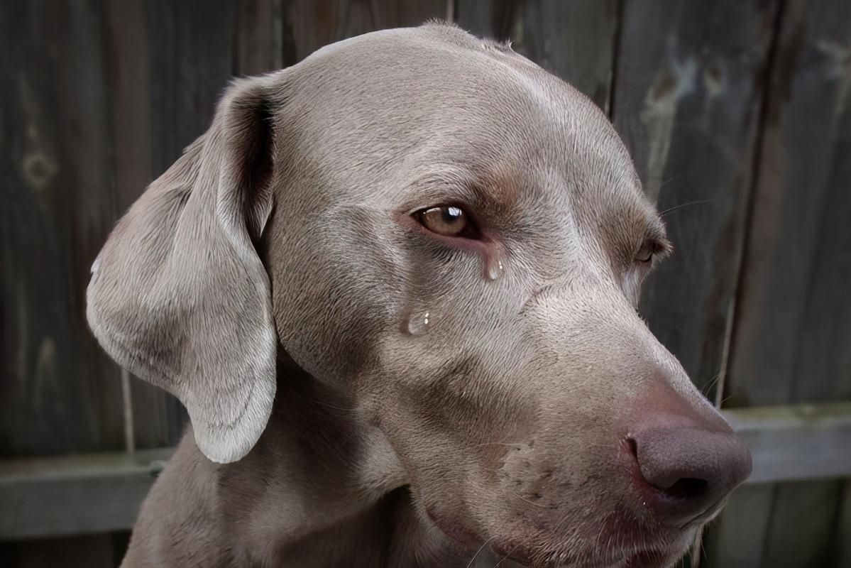 狗狗淌眼泪是什么原因,狗狗淌眼泪是什么原因引起的,我家狗一只眼睛老流眼泪,另一只正常？