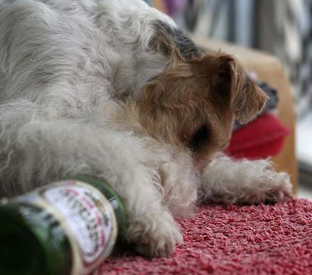 小狗喝啤酒,小狗喝啤酒会怎样,法斗能喝啤酒吗？