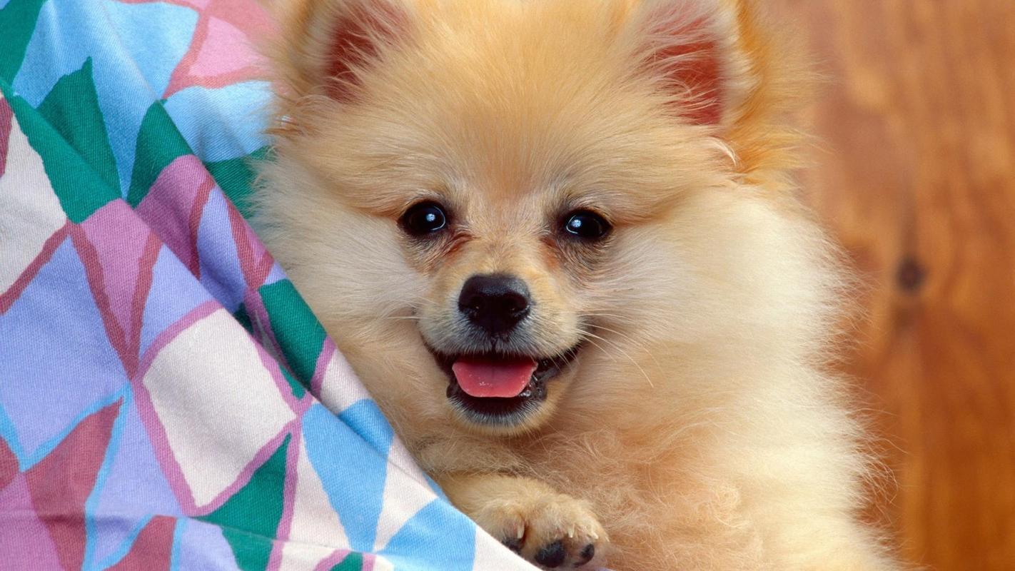最可爱的小狗图片,播放最可爱的小狗的图片,最可爱的小狗图片