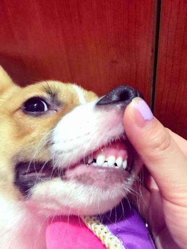 狗的犬齿什么时候换,狗犬齿什么时候换牙,小狗几个月换獠牙？